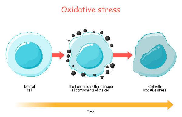 Oxidative Stress Archives Life Science Product Helvetica Health Care