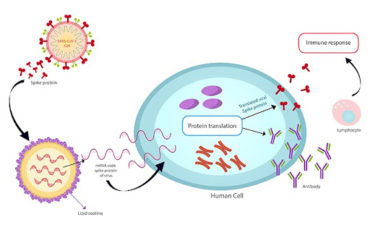 An Alternative Strategy for Fighting SARS-CoV-2 Infection