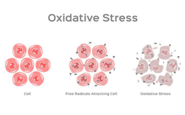 Oxidative Stress: Harms and Benefits for Human Health