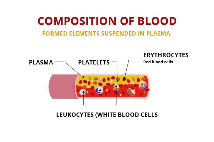 Blood plasma: what it is and how it works