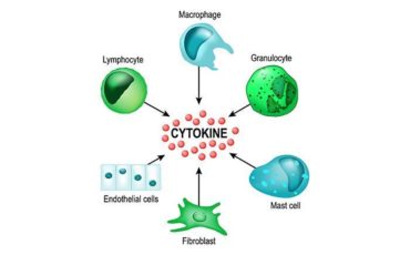 Cytokines and their Role in Health and Disease