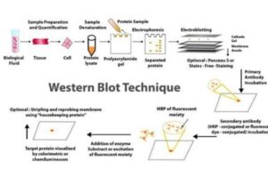 Western blots and line blots: Workflow and Differentiation