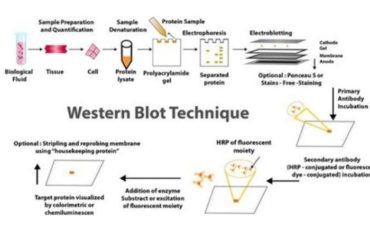 Methods for purifying and analysing proteins via western blotting