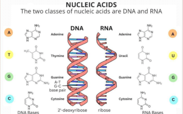 Disease Diagnosis Based on Nucleic Acid Modifications