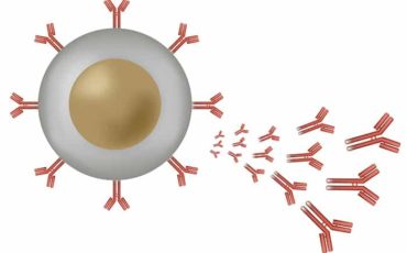 An Overview of Monoclonal Antibodies and its Applications