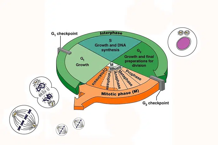 Molecular Insights Into Cell Cycle And Its Significance In Healthcare ...