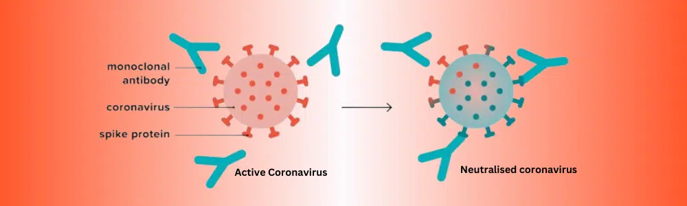 Could Monoclonal Antibodies Decrease the Efficacy of COVID-19 Prevention?
